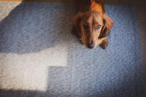 Carpet treated for pet stains and odor